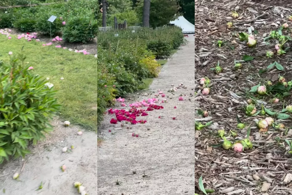 Over 100 Years of Peonies Cut Down in Ann Arbor Garden