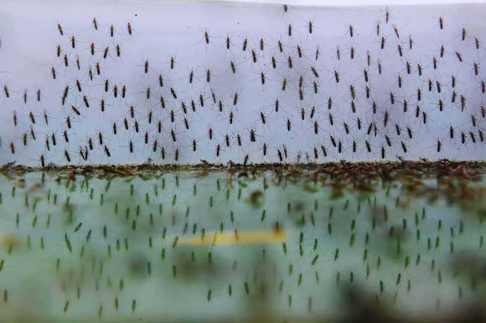 U.P. Sees Surge In Bug Activity This Summer