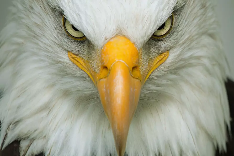 Watch The Bald Eagle Be The Boss Of The Wild
