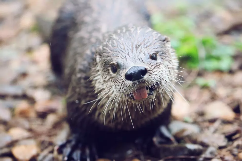 Yes, You Can See Otters In The Wild In Michigan