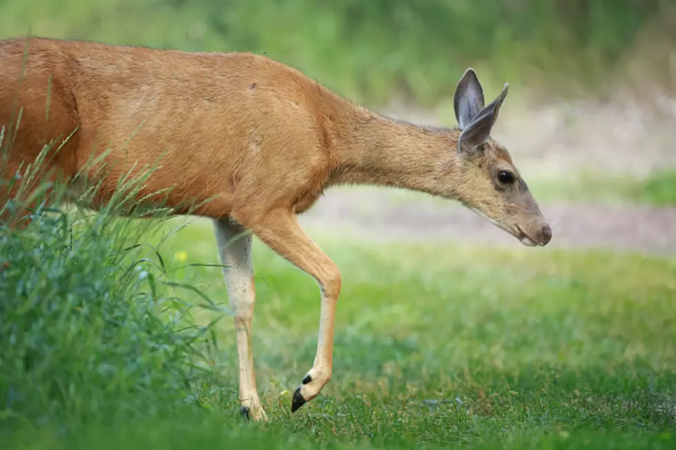 4 EHD Cases Found In Michigan Deer, DNR Says