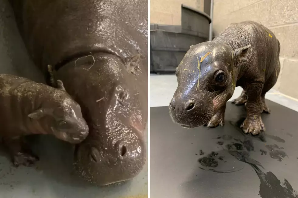 Baby Pygmy Hippo Arrives at John Ball Zoo—Vote on Its Name