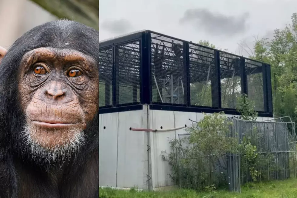 Michigan Courts Have Deemed That ‘Chimpanzees Are Not Human’ In Oddest Case This Year