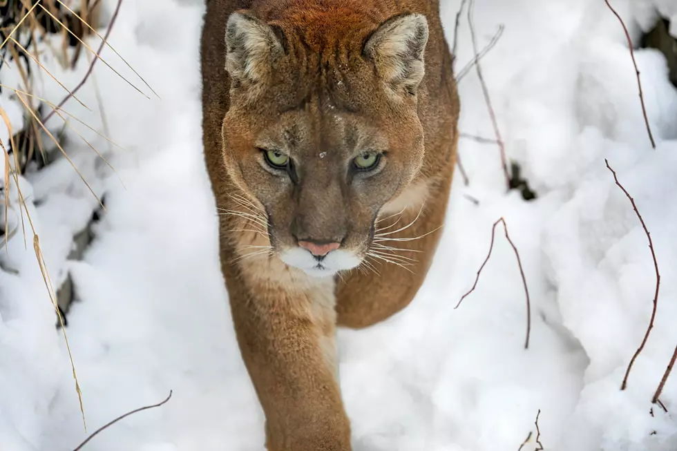Cougar Sightings on the Rise in Michigan This Year