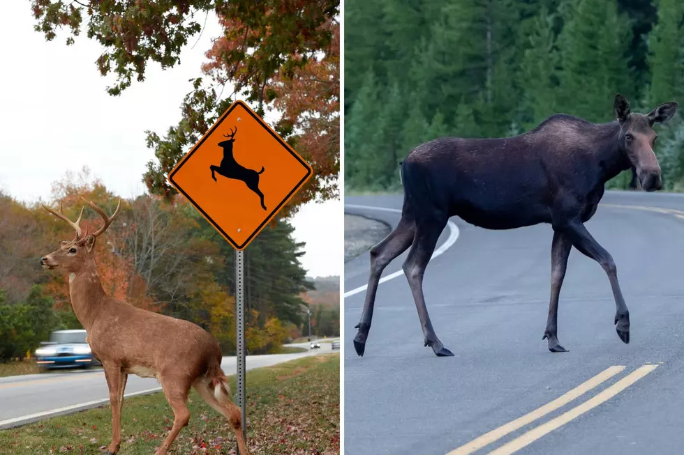 Deer Season? Now It’s Moose You Need To Watch For