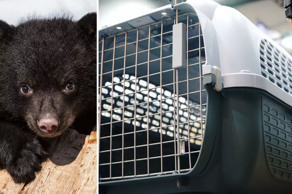 DNR Responds To Bear Cub In Dog Cage Claim