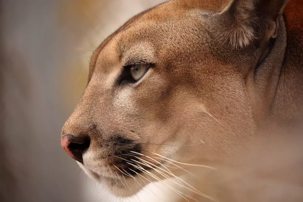 Are Cougars Really Back In Michigan? DNR Evidence Says Yes
