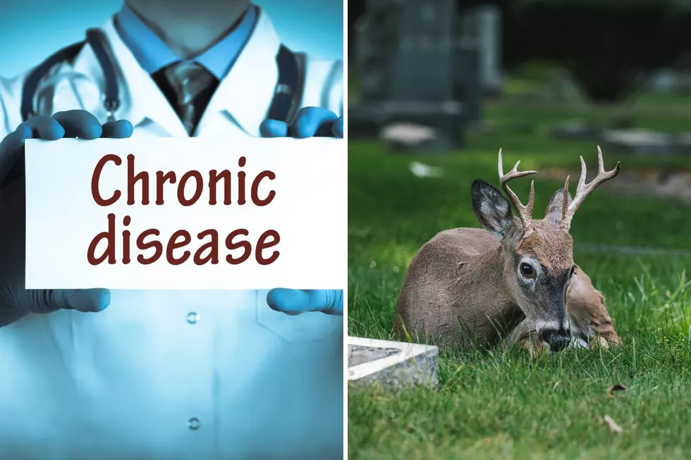 First Case of CWD Hits Whitetail Deer in Allegan County