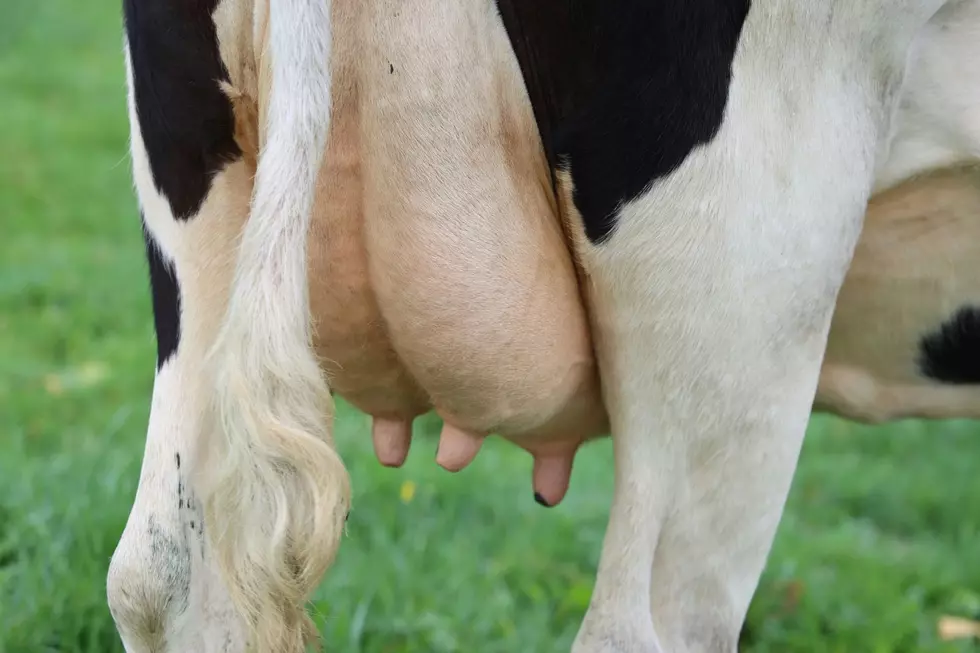 Selling Raw Milk May Soon Be Legal In Michigan. Should You Try It?