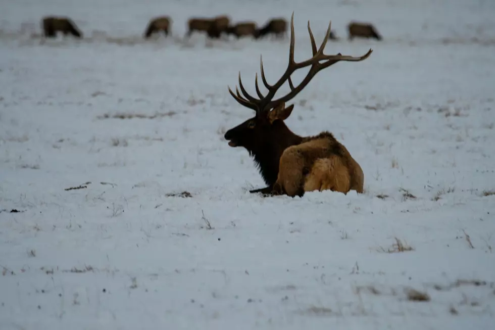Is The DNR Going to Extend Future Elk Hunting Seasons?