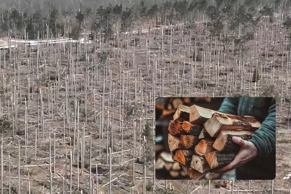 Michigan DNR Offers Unique Opportunity For Cheap Firewood