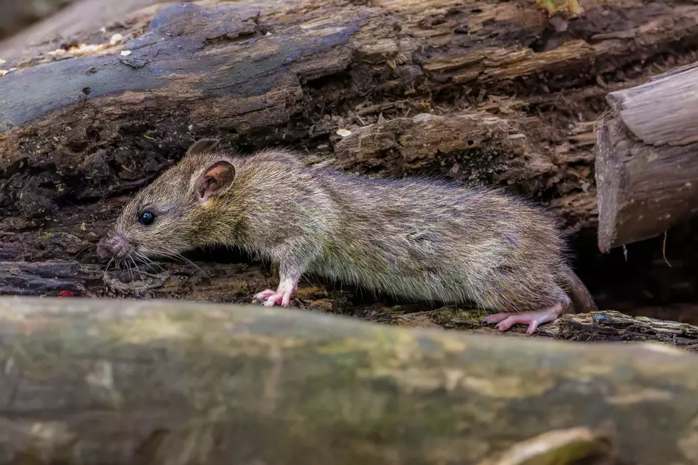 Michigan Has 3 Of The Top 50 Rattiest Cities In America