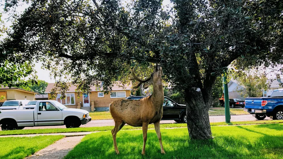 Tough Economy? Even Deer Are Breaking Into Homes Now