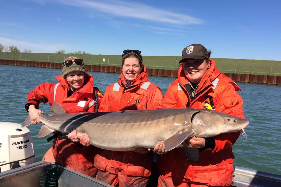 Grand Rapids Public Museum, John Ball Zoo Among Researchers Awarded Grant To Research Lake Sturgeon