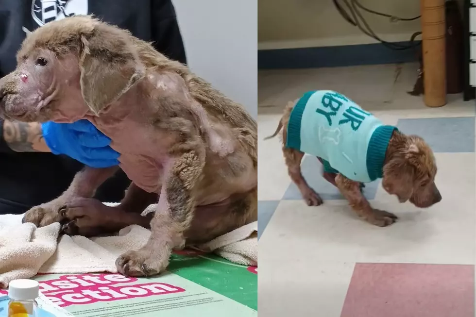 Michigan Community Comes Together To Save Abandoned Dog