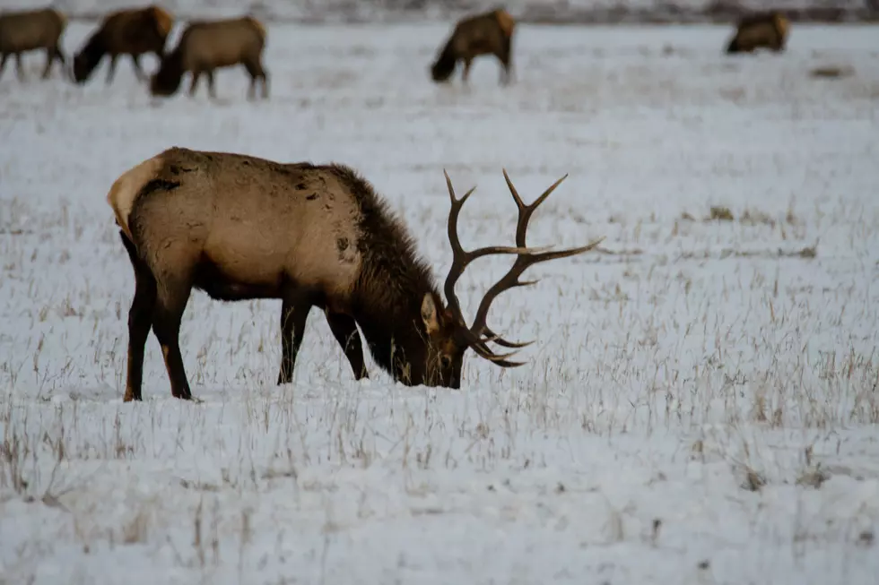 Here Are The Numbers For Michigan’s 2025 Elk Harvest