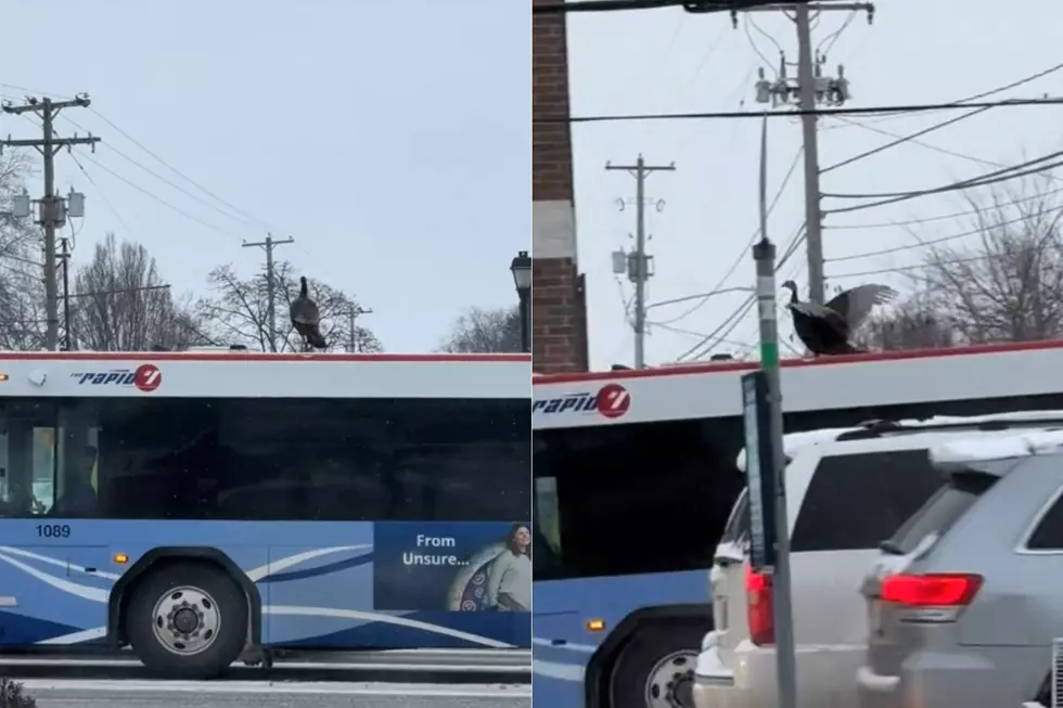 A Turkey Found A Unique Way To Ride ‘The Rapid’ Bus For Free