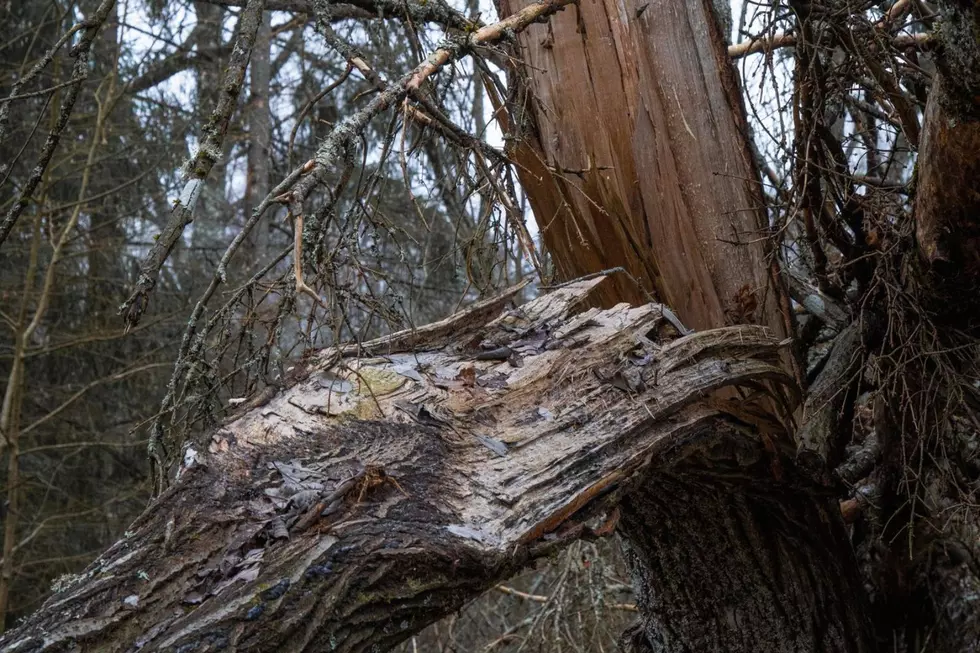 Michigan Is At Risk Of ‘Exploding Trees’ As Temperatures Plummet