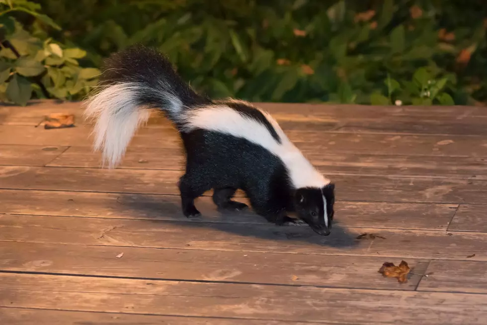 What’s That Smell? Skunk Season Has Begun In Michigan