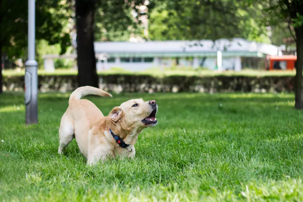 Is Your Neighbor’s Barking Dog Worth Calling The Police? What GRPD Has to Say