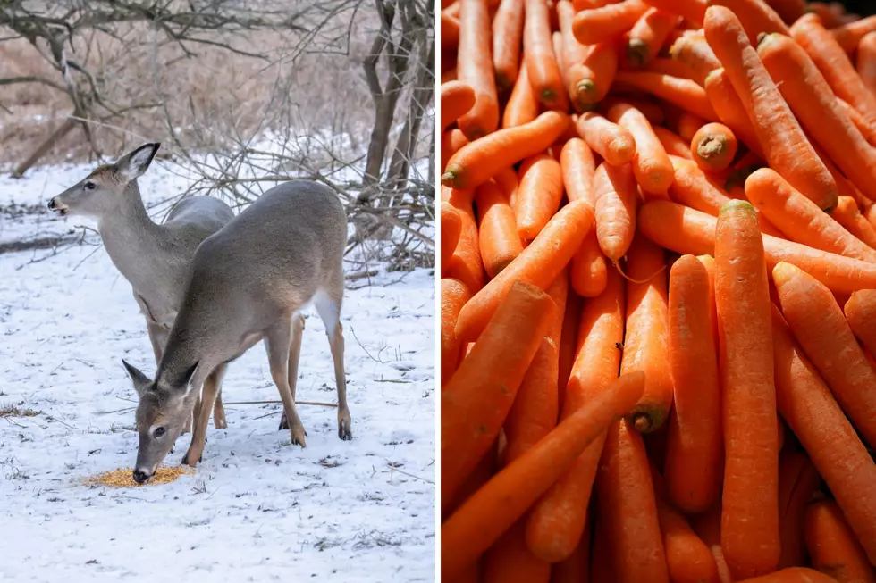 One Step Away From Baiting Deer In The Lower Peninsula