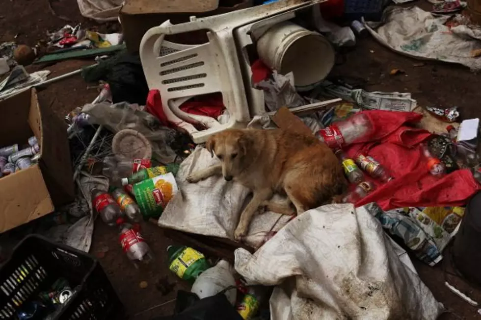 Dogs & Cats: 27 Found Dead, 64 Rescued From Michigan Home