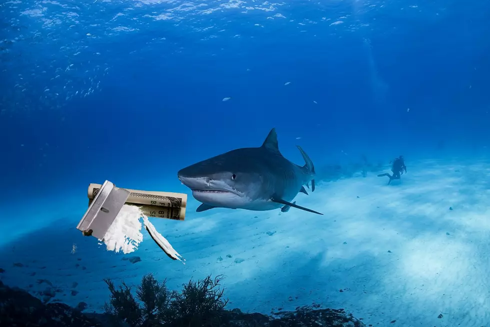 Are Sharks Really High on Cocaine? Yep