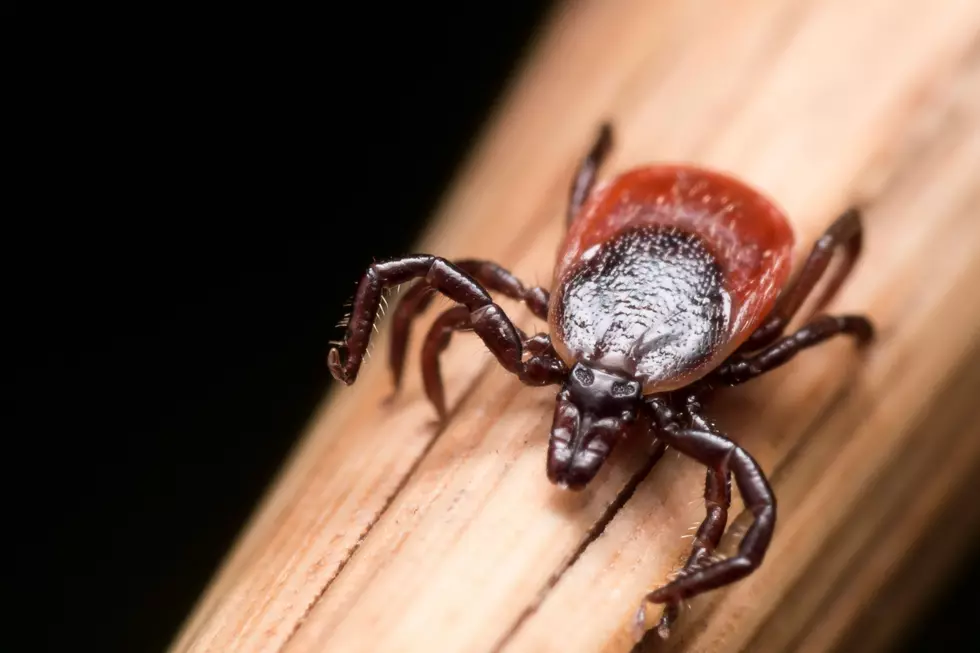 Why Grand Rapids Is Expecting An Exceptionally Bad Tick Season