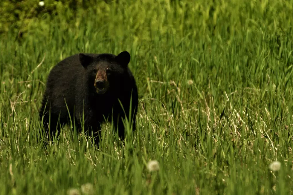 It’s Spring, Bears Are on the Move in Hudsonville?
