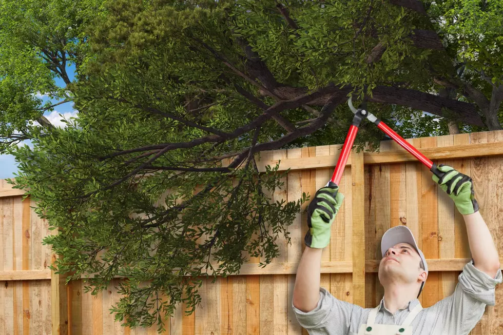 Can You Trim A Neighbor’s Tree Without Permission In Michigan?