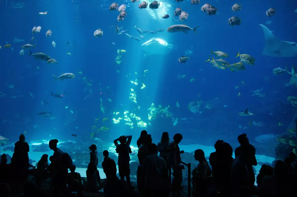 Grand Rapids Aquarium Project Seeks New Home