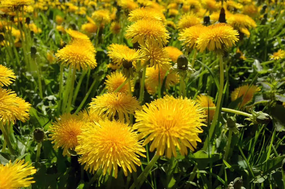 Did You Know That Michigan Has a Dandelion Festival?
