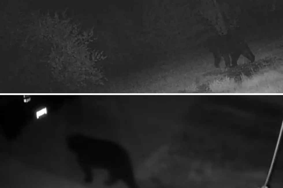 DNR Confirms Unusual Black Bear Movement Southeast