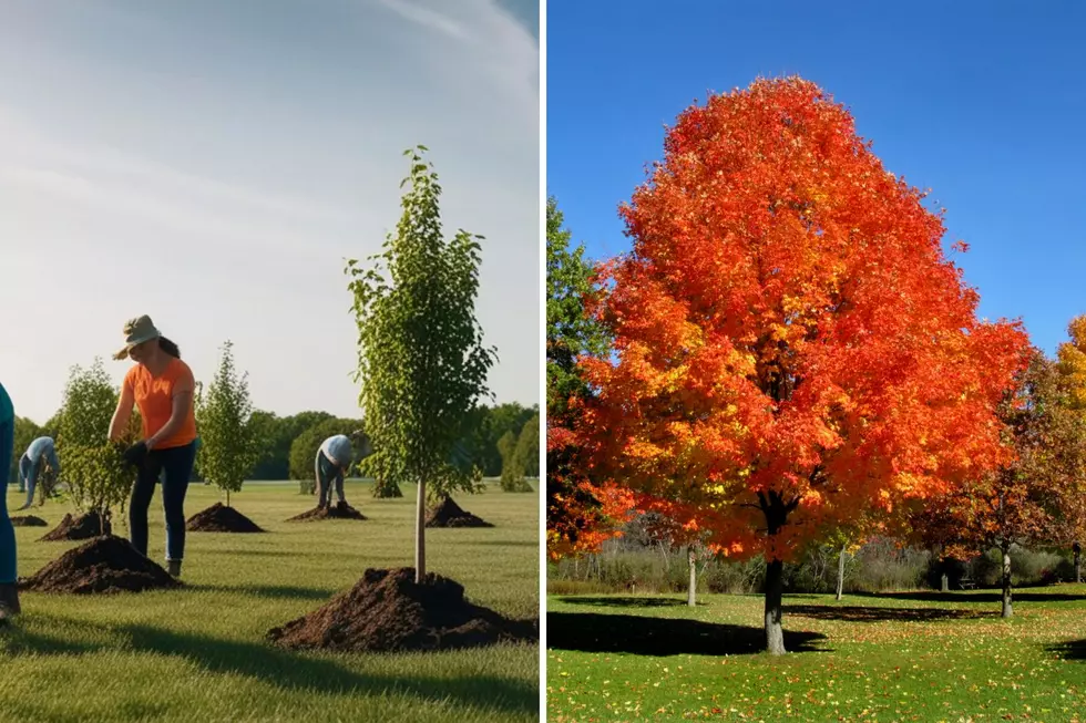 Free Tree Giveaway Coming Up in Grand Rapids Soon