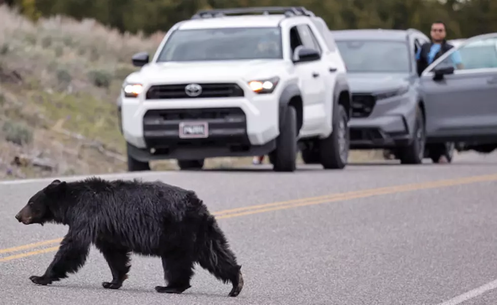 Rare Black Bear Killed by Vehicle Near Coopersville