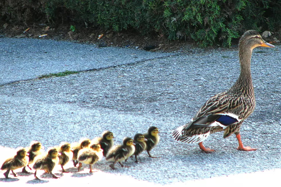 Adorable Annual ‘Duck Parade’ Goes Viral Once Again