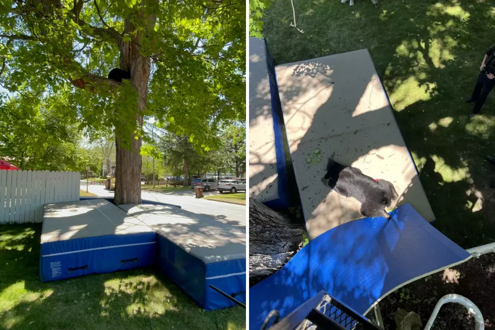 Bear in Mount Pleasant Neighborhood Had to Be Tranquilized