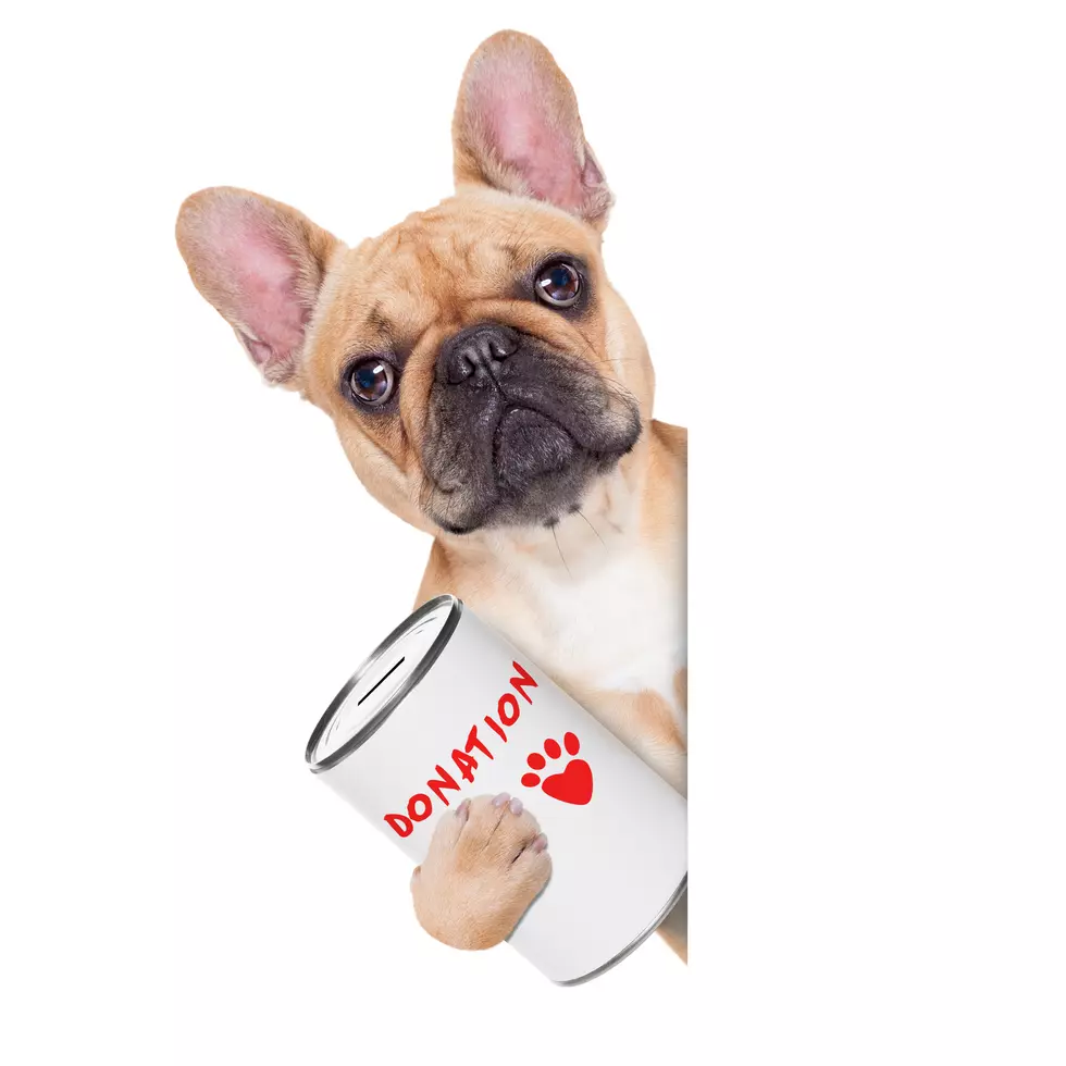 Give Back to the Animals in West Michigan for Giving Tuesday