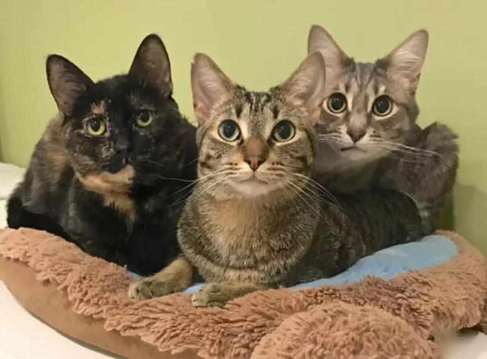 Eight West Michigan Shelters Offer $25 Adoption Fees For Fall ‘Empty The Shelters’ Event