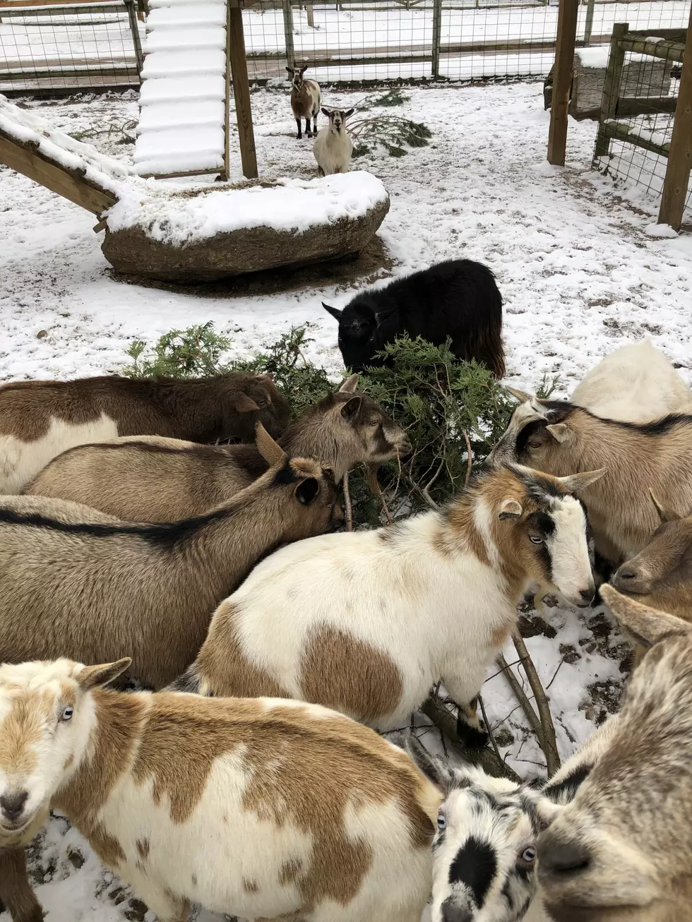 Feed Your Christmas Tree to a Hungry Goat in West Michigan