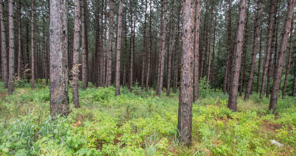 Allegan County Faces Tree Disease That Creates ‘Circles of Death’