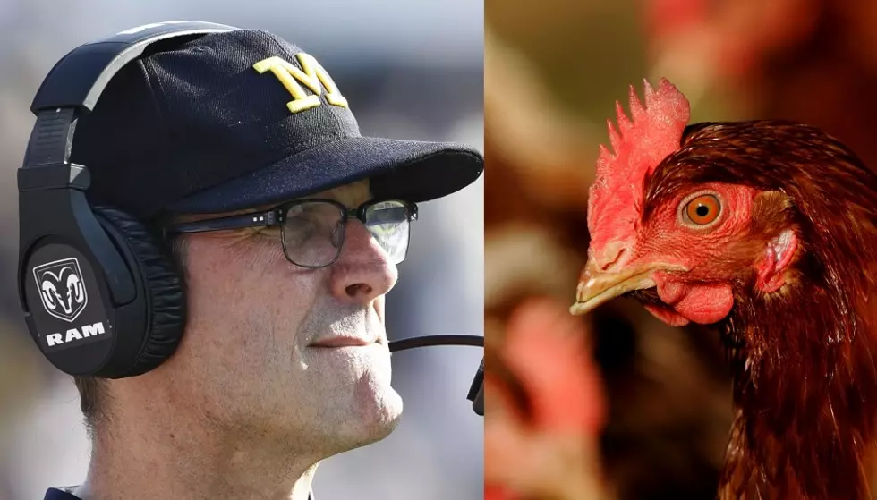 Jim Harbaugh Vs. Chicken: Who’s The Winner?