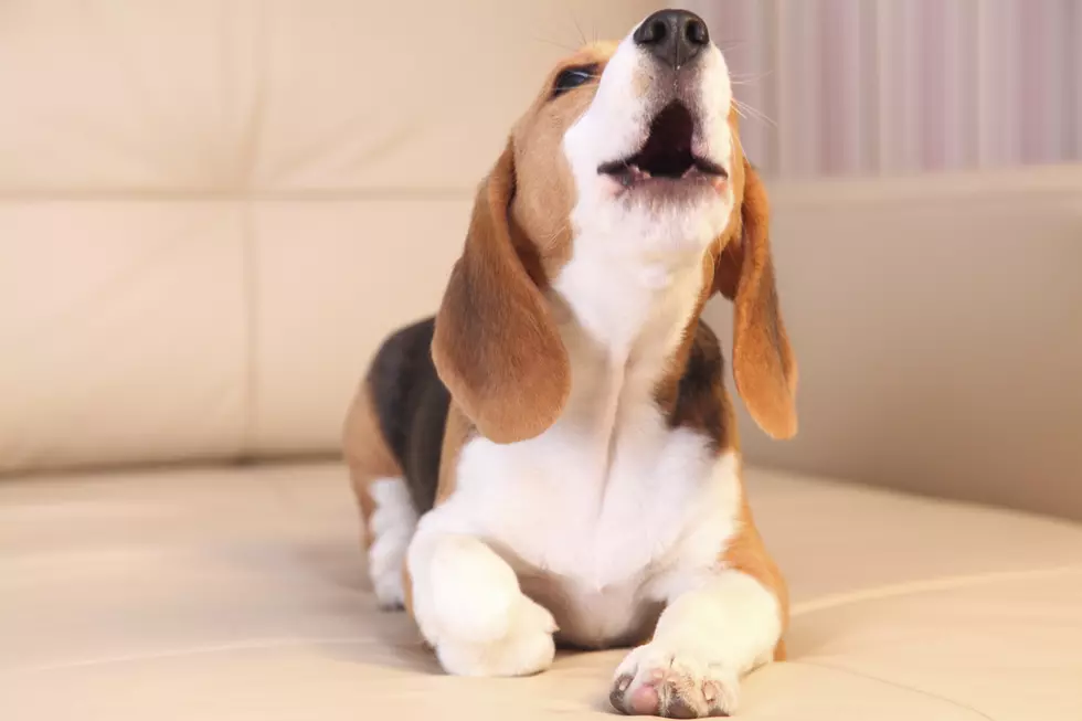 This Guy Invented Testicular Implants For Neutered Pets AKA ‘Neuticles’ And Is Now A Millionaire
