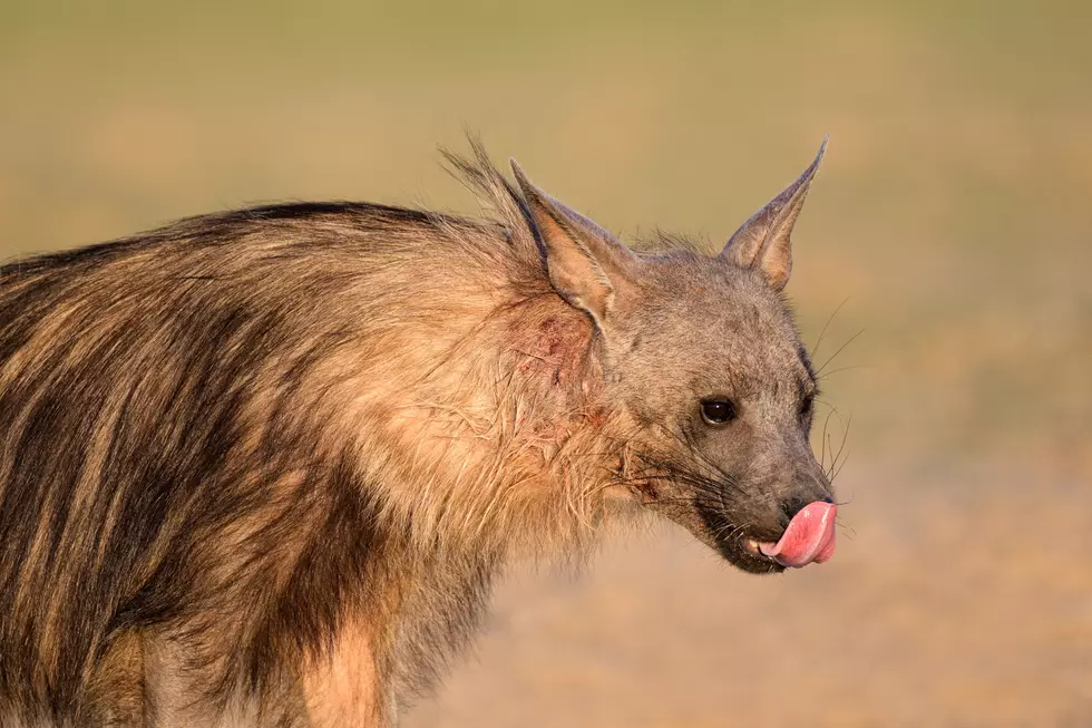 Michigan Woman Thinks She’s Adopting A Dog, Ends Up With A Hyena Instead