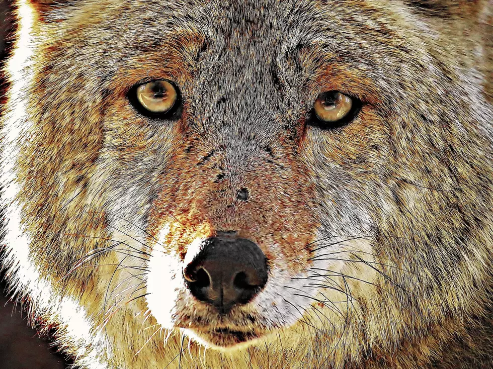 Michigan and Ohio Among Deadliest States by Animal Attacks