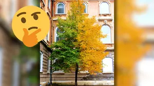 READ MORE: Why Do Levaes Change Sooner on the South Side of Trees in Michigan?
