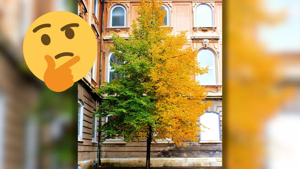 Why Do Some Michigan Trees Only Change Color On the South Side?