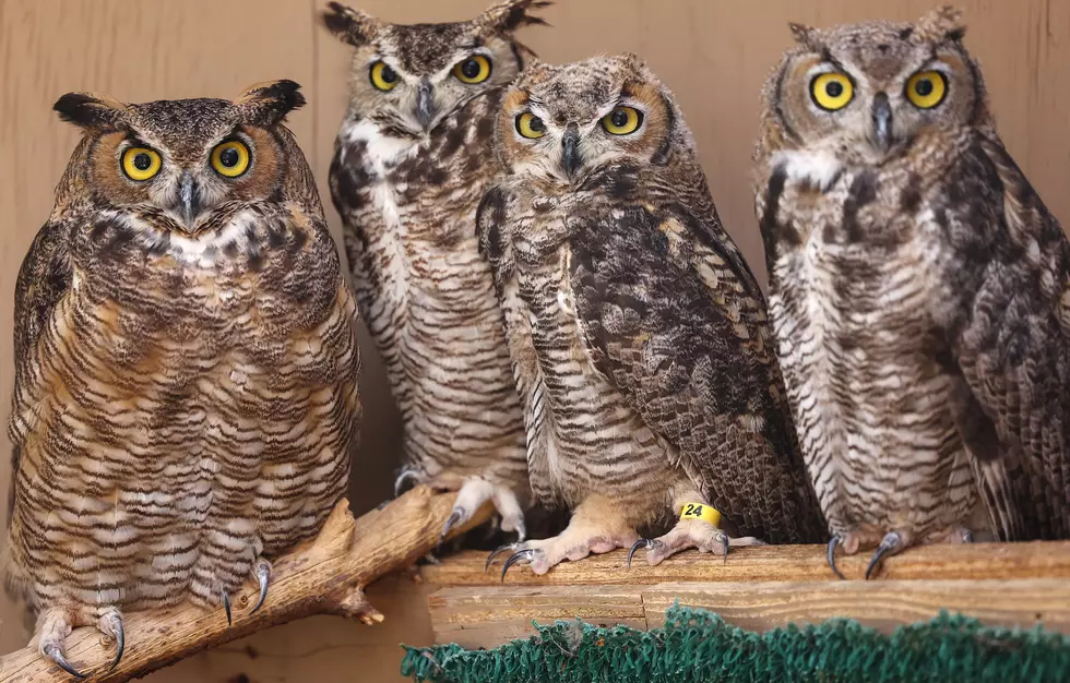 Why the Owls You Hear in Michigan Sound Different Than Other States