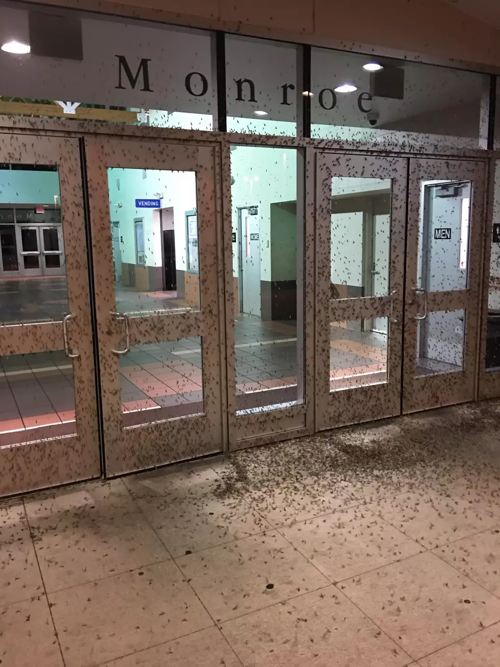 Welcome to Michigan…and OMG Fish Flies Have Taken Over this Welcome Center Rest Area